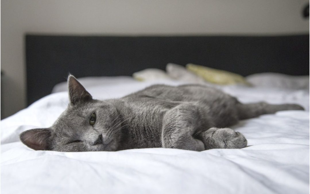 5 Ways to Celebrate National Cat Lovers Month
