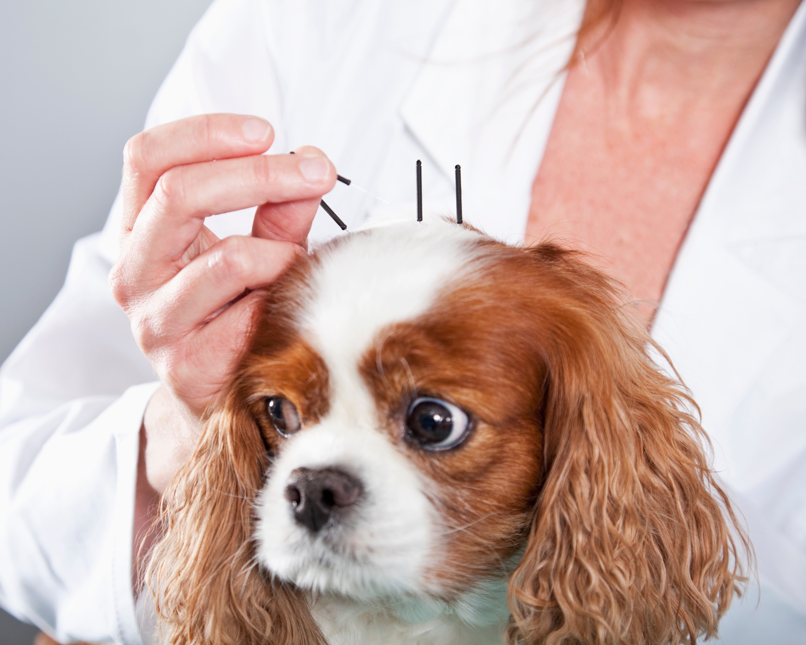 dog with long ears receives acupuncture