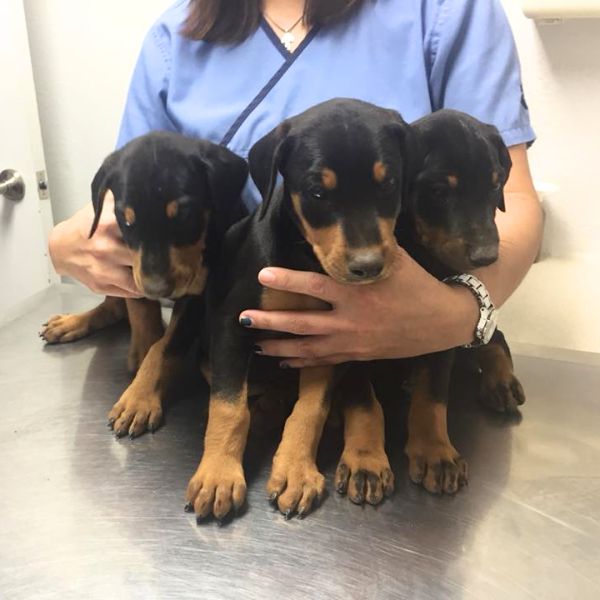 vet staff with three puppies