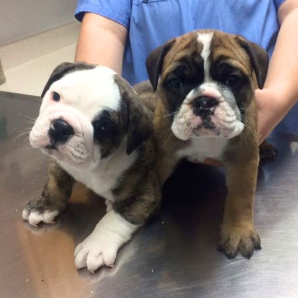 vet staff holding two puppies