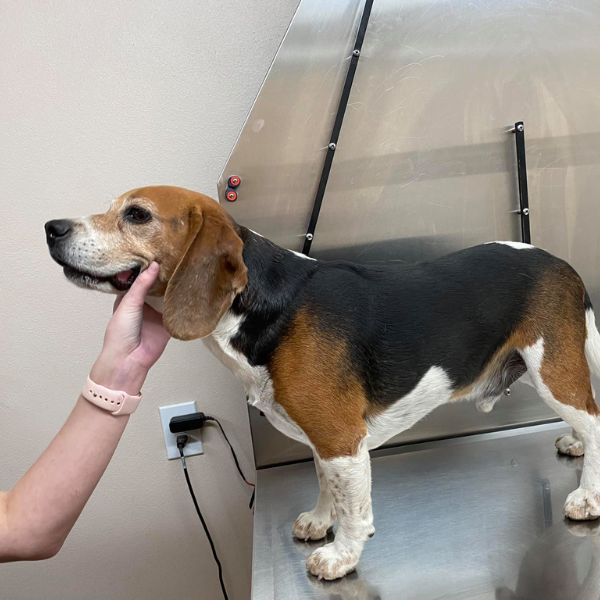 A dog standing on a table in the hospital
