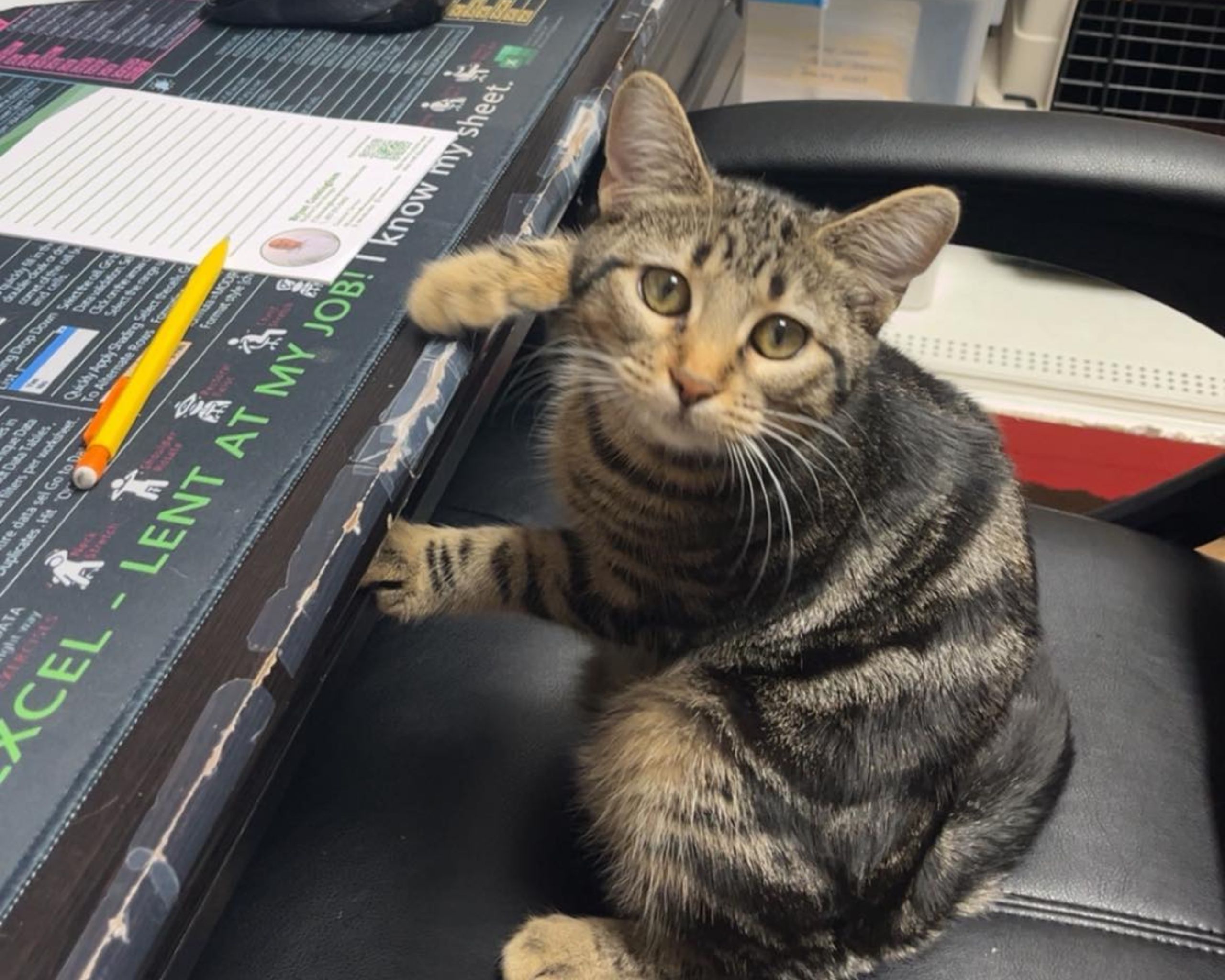 A cat sitting on a chair