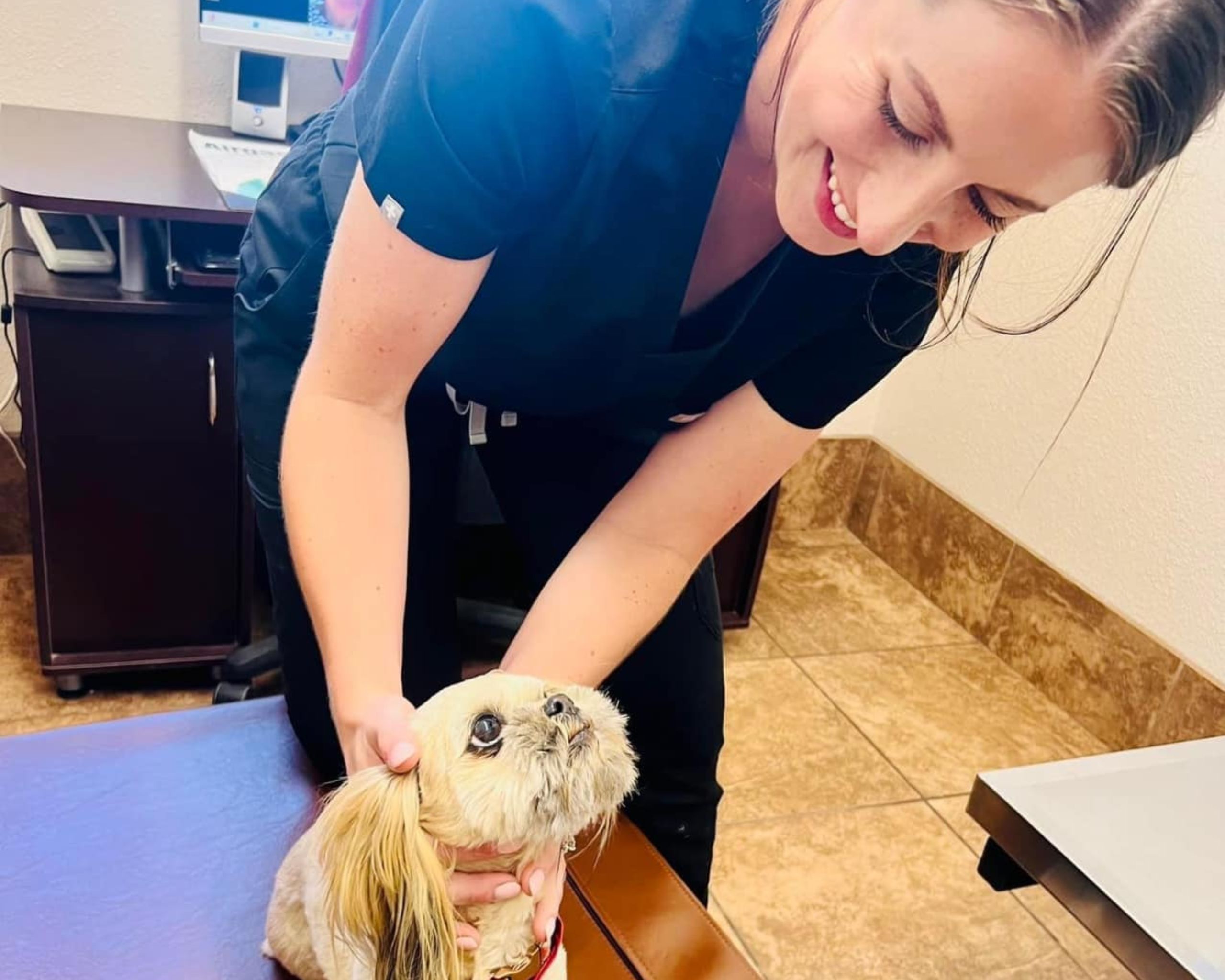 vet staff examining a dog