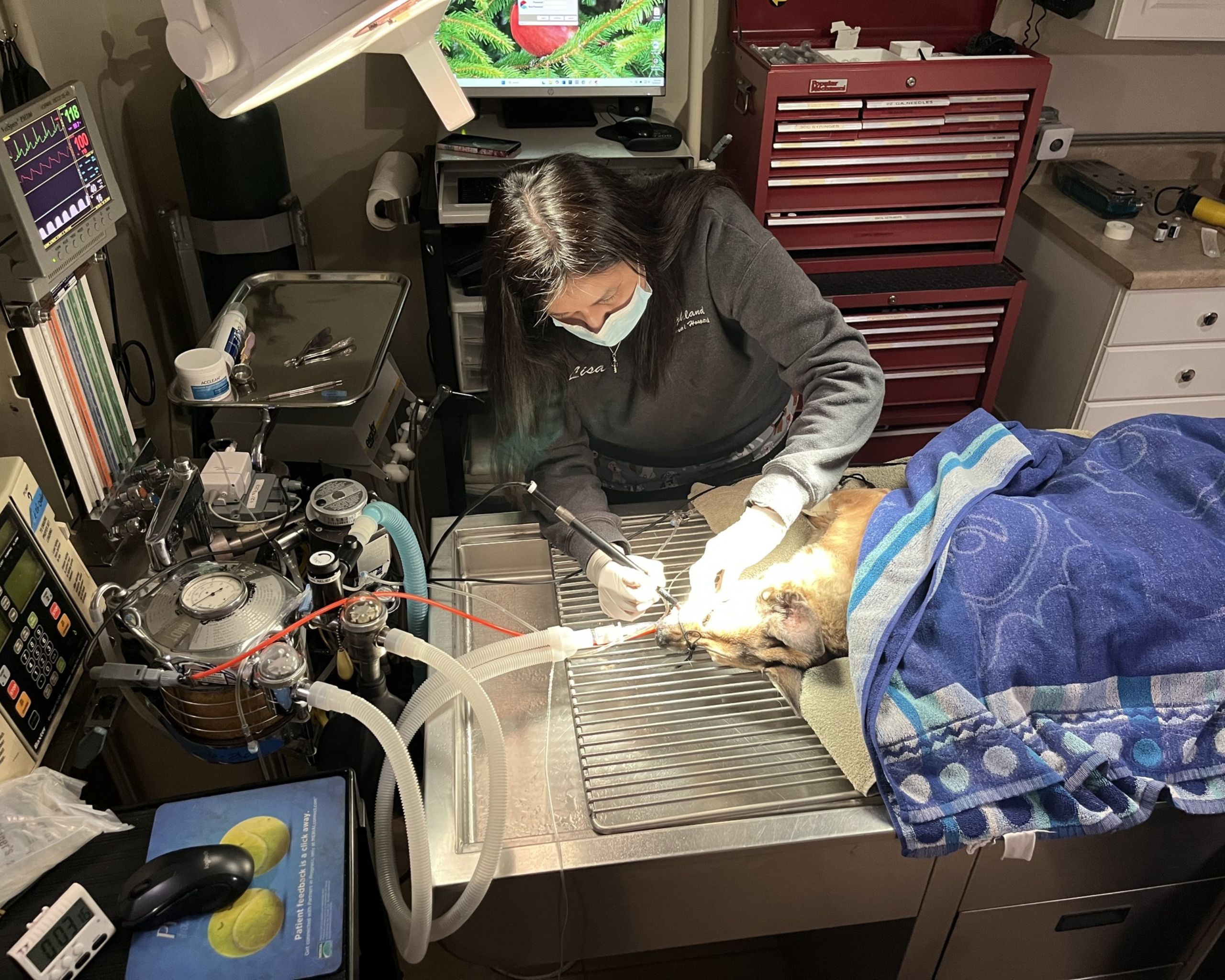 vet doing dental procedure for a dog