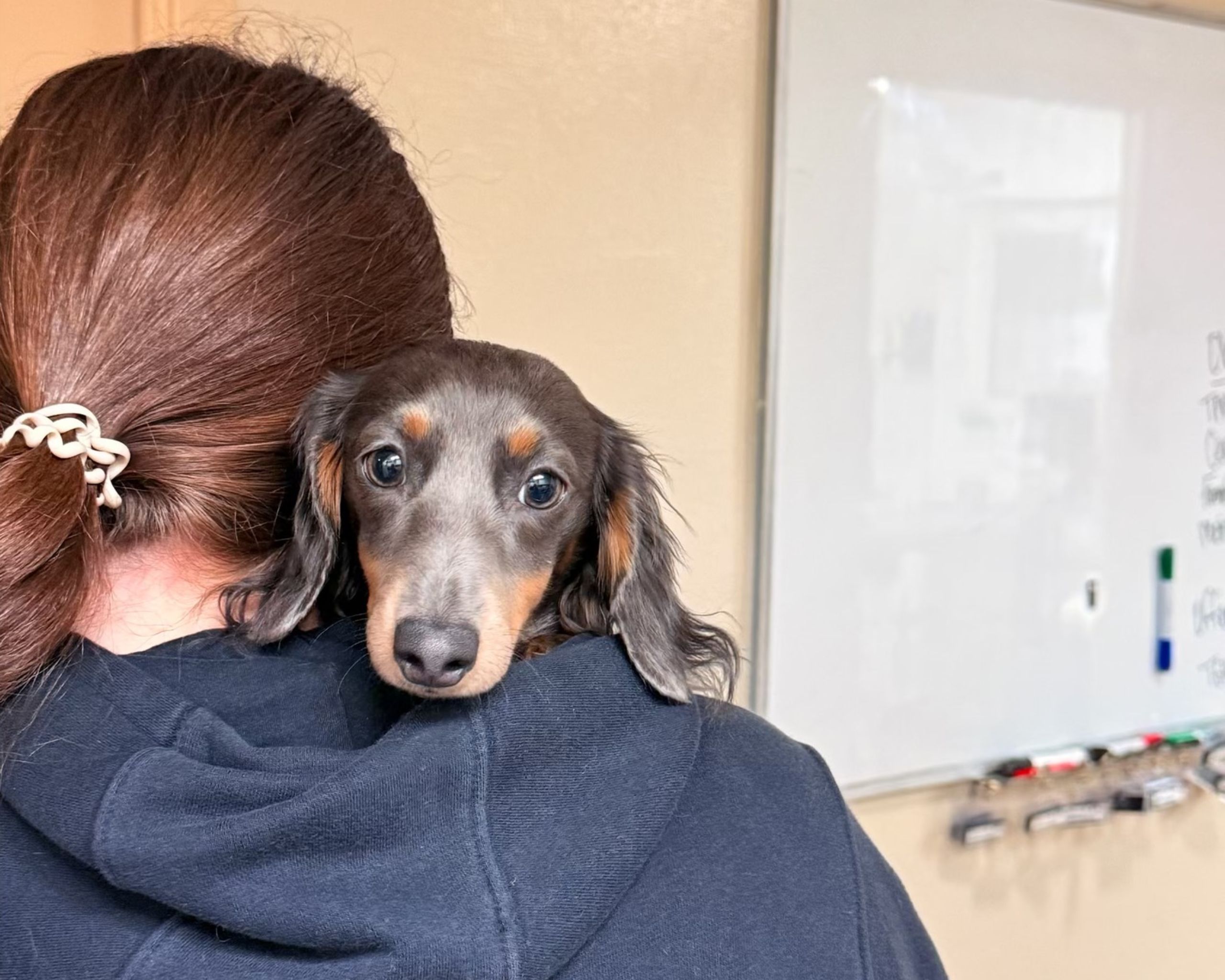 A lady holding a dog