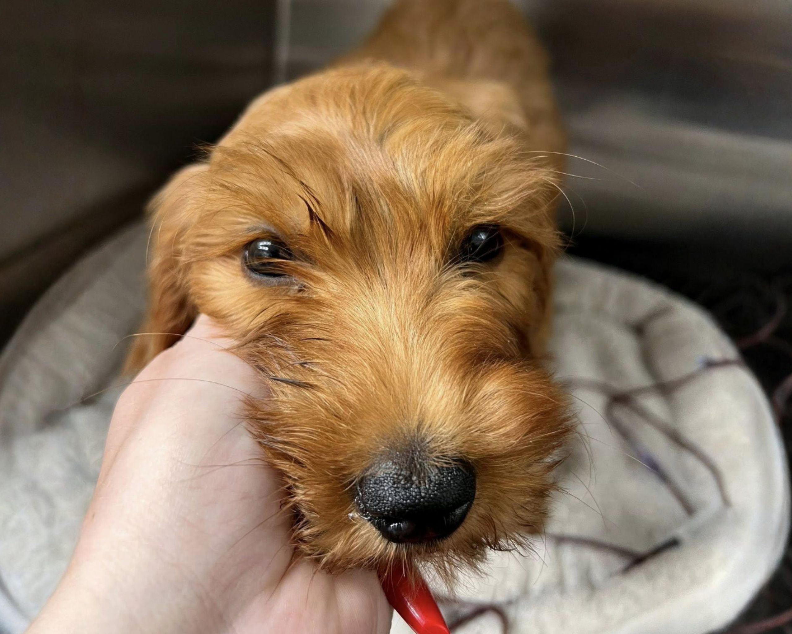 close up image of a dog