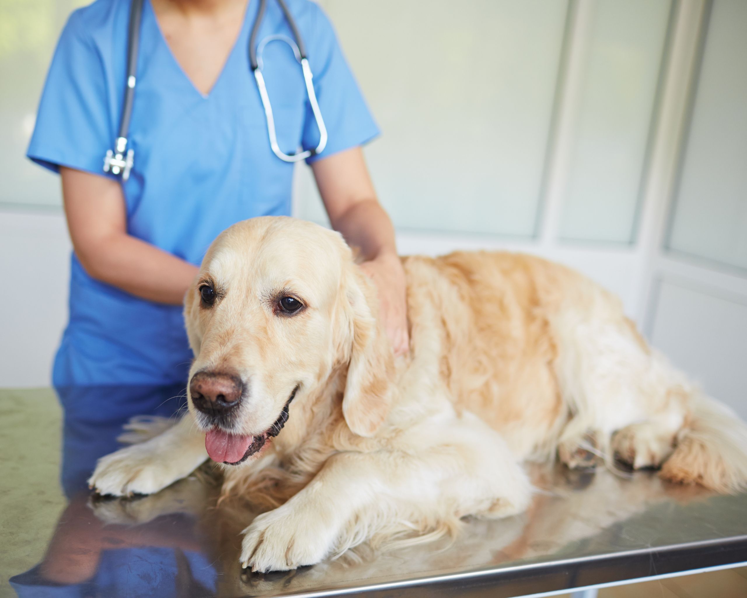 dog examine by vet